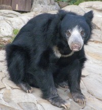 Сергей Нюнин