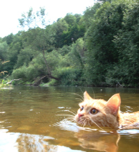Васиссуарий Будько-Задонский
