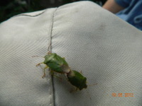 Елена Дрожжина