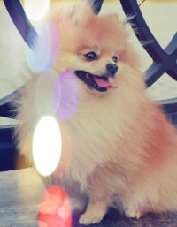 Алена Симонова