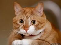 Костя Верлан