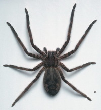 Александр Жилинский