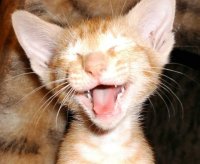 Анна Абрамова