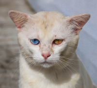 Валерий Гильфанов