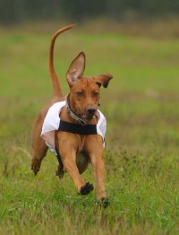 Бинтина Ника