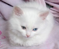 Яна Гизатулина